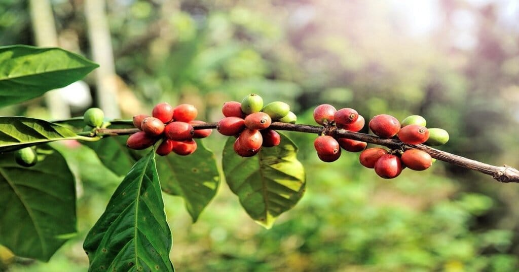 Koffieschaarste is dichterbij dan wij denken