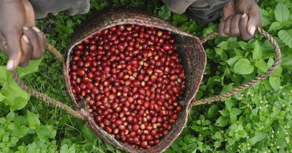 Hoe weet je of je duurzame koffie drinkt?