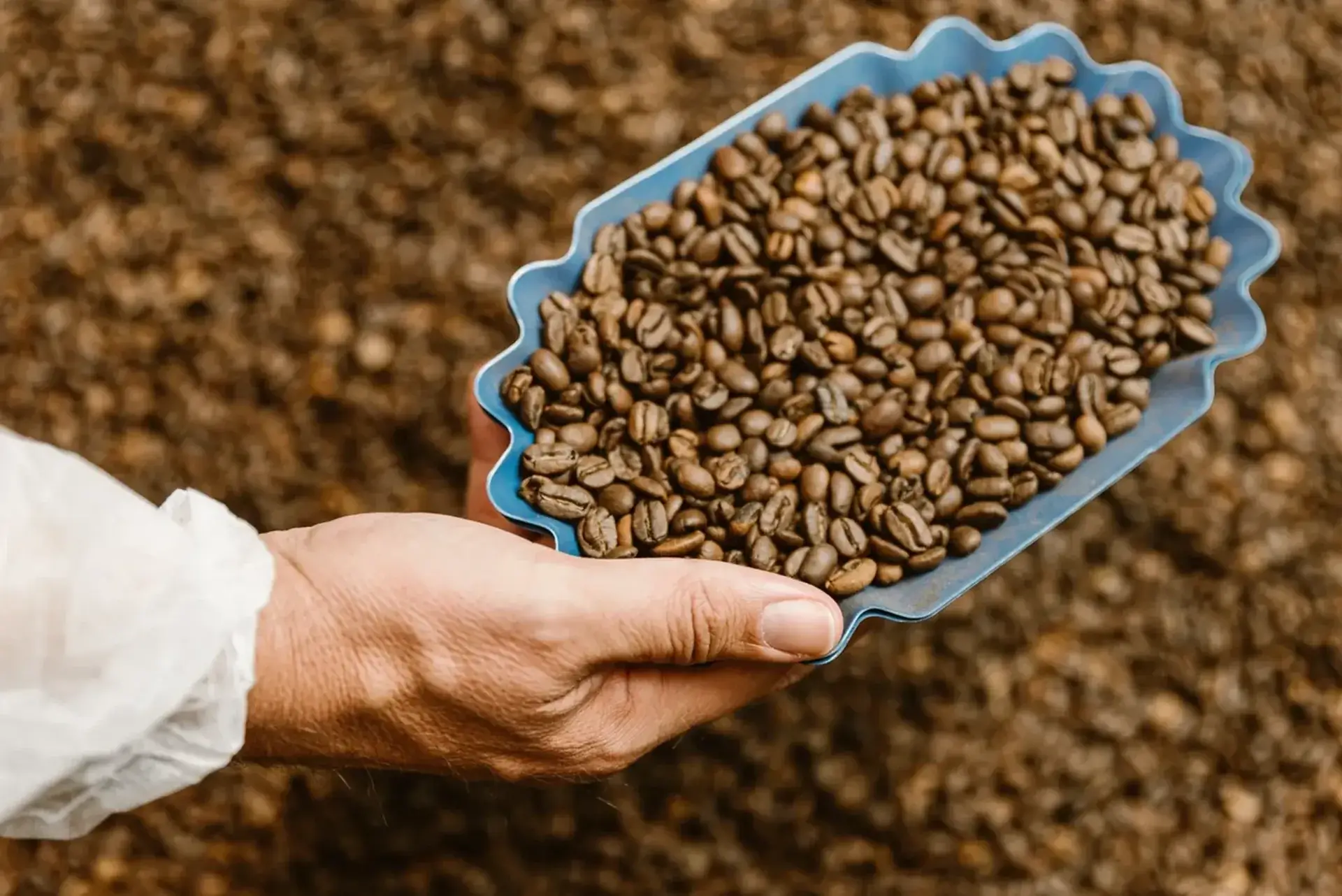 Koffiebonen vanuit de branderij