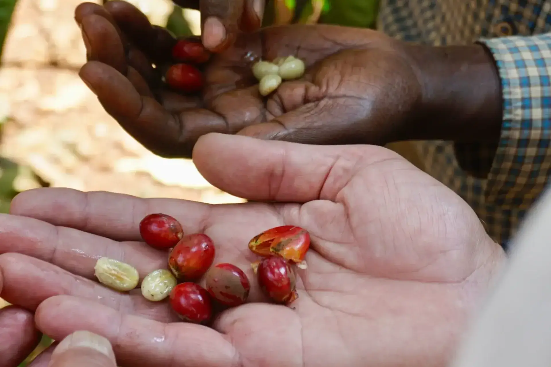 Koffiebonen bekijken op plantage