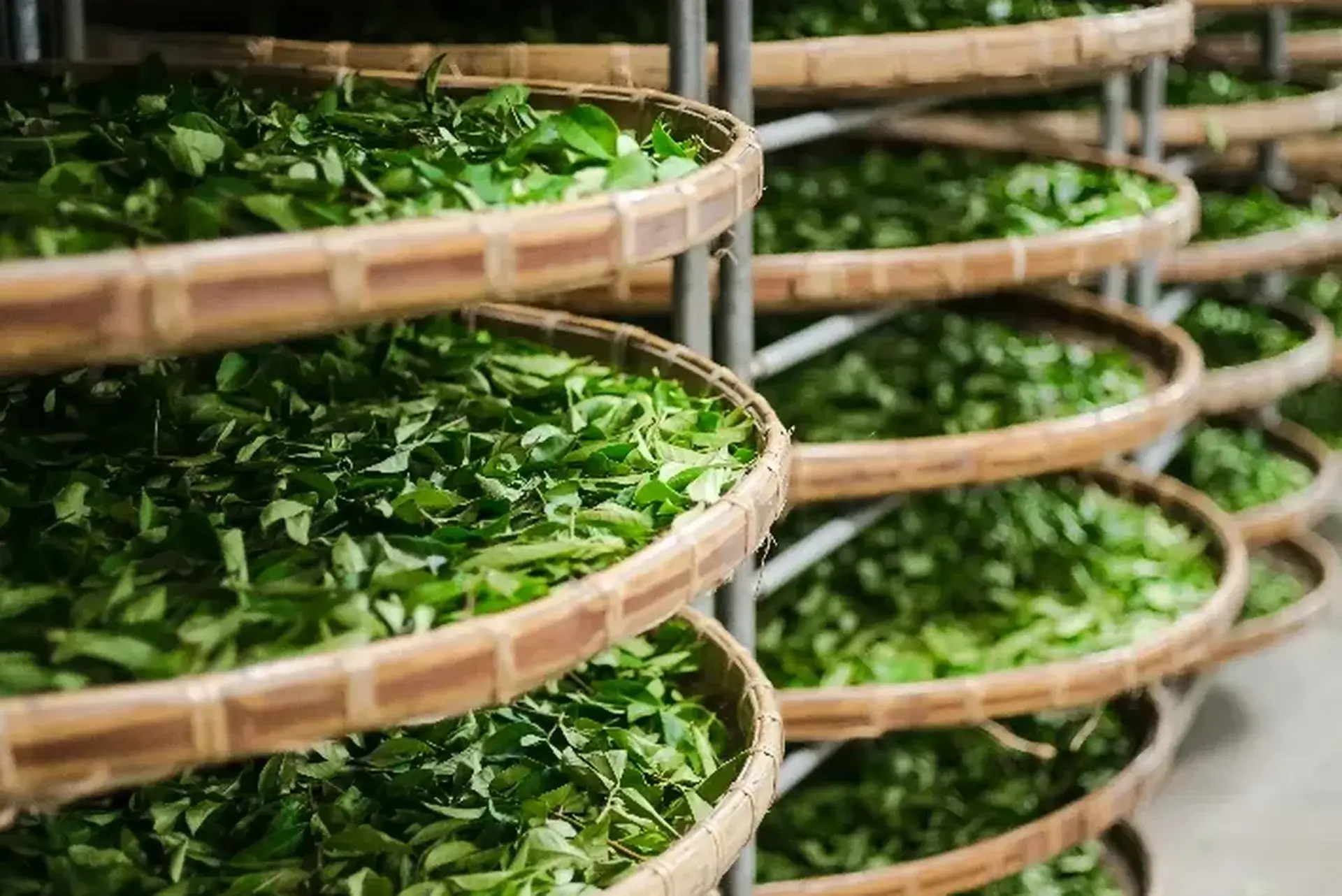 Theeblaadjes drogen rainforest alliance
